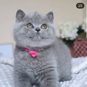 saengkhaewong avatar