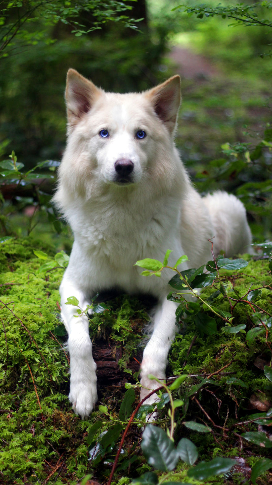 Enchanted Vancouver Island White Wolf
