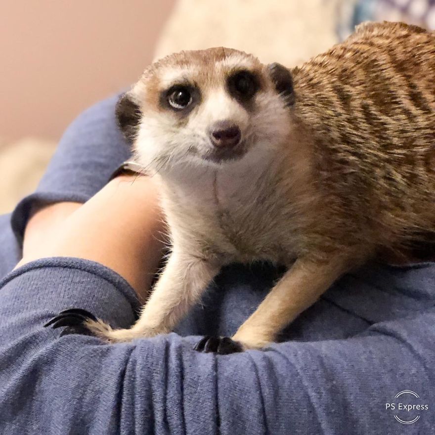 A Meerkat And A Cat Became BFFs On Day One, And Together They Conquered The Hearts Of People On Instagram