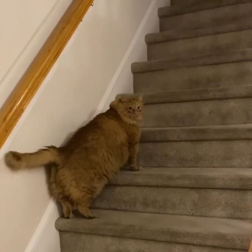 Meet Bazooka, An Overfed And Obese Cat Whose Life Changed Once He Met This Marathon Runner