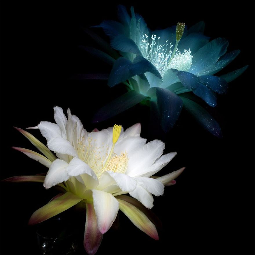 Divine Fluorescent Flowers