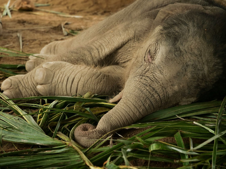 A Little Baby Boy Elephant Is Named In Thailand A Little Baby Boy Elephant Is Named In Thailand
