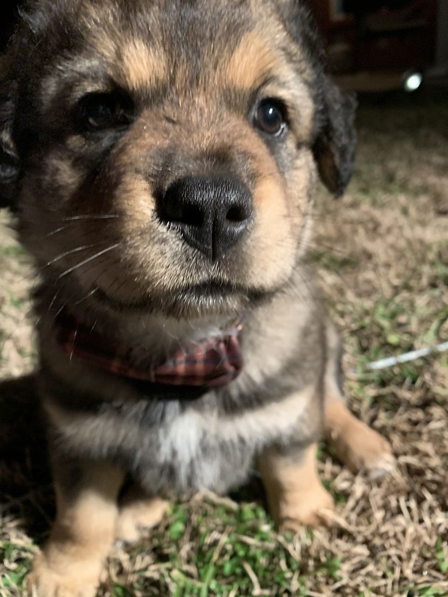 Remington- Australian Shepard X Blue Heeler X Lab