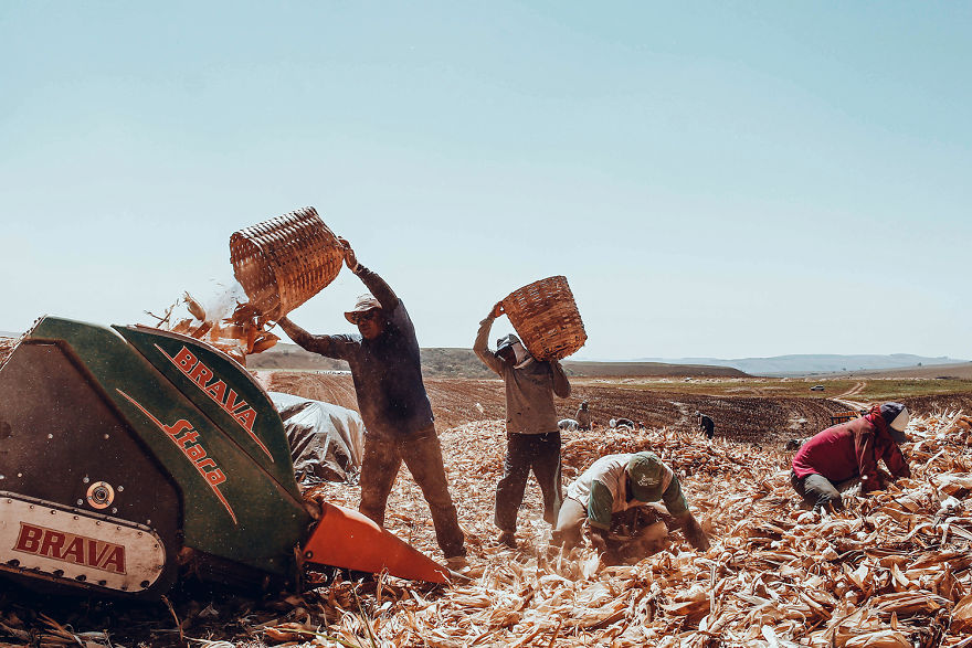 Photographer Documents The Harvest For Straw Cigarettes Production