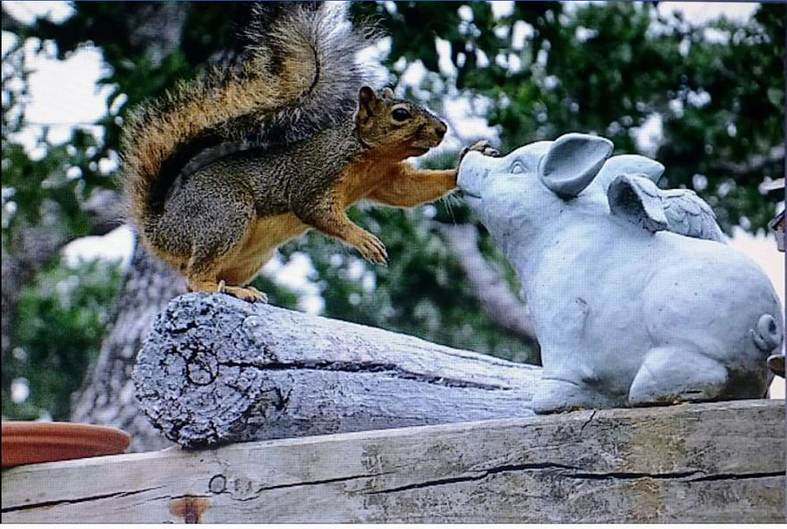 Squirrel Public Relations