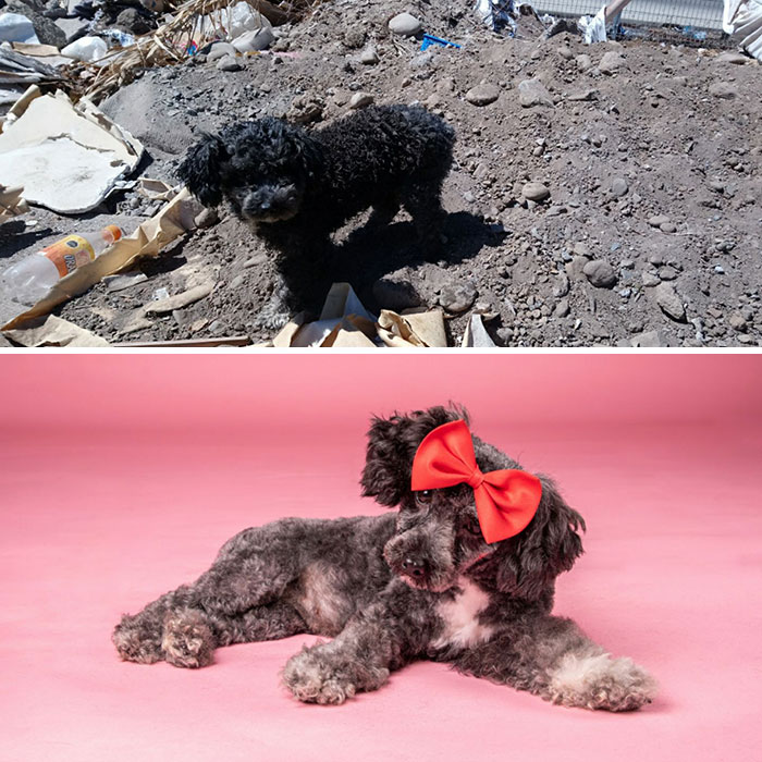 See 30 Before And After Dogs Rescued From The Streets By A Chilean Man