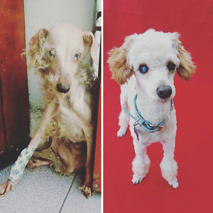 See 30 Before And After Dogs Rescued From The Streets By A Chilean Man