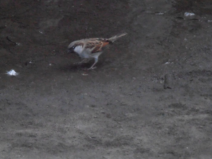 Sparrow Bird Information Sparrow Bird Information