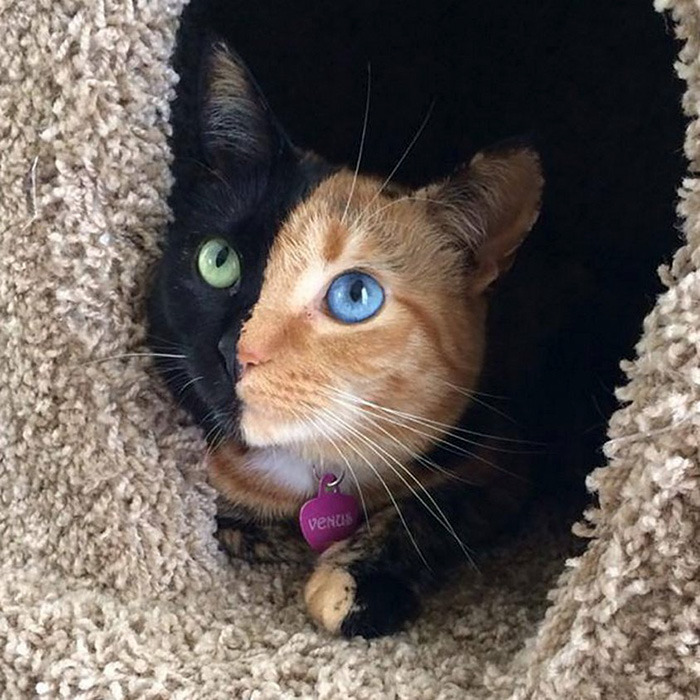 The Beautiful Two-Faced Cats Are Still A Mystery
