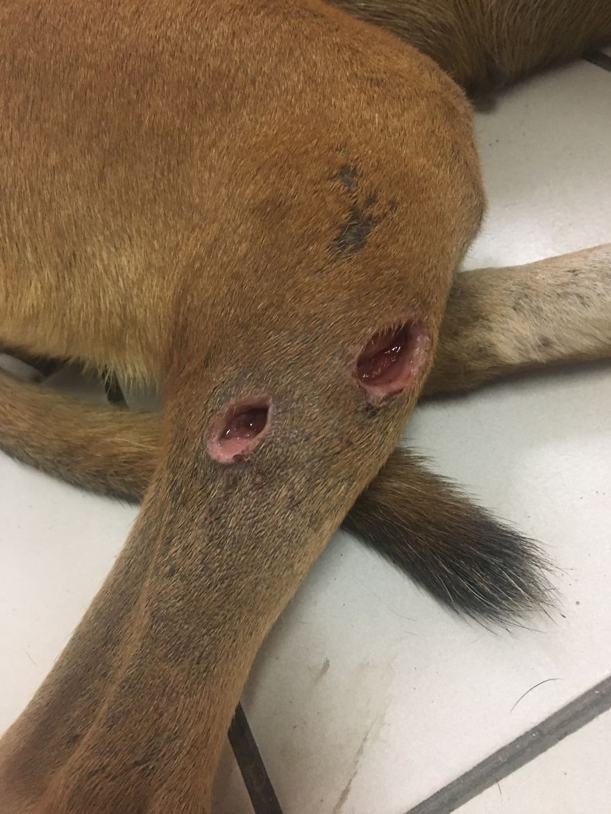 This Dog Was Shot! Look What Happened After..