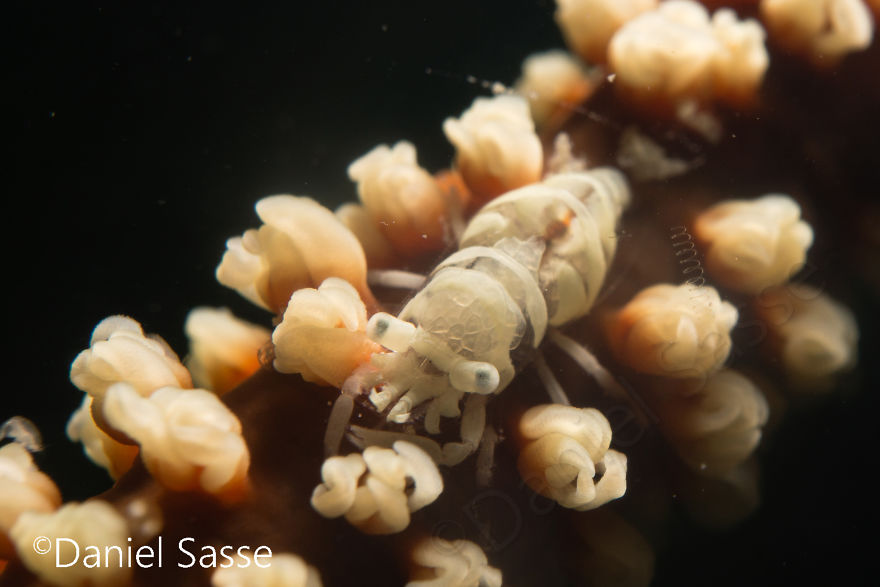 Whip Coral Shrimp 10mm (0.0328084 Ft) But Only 4mm (0.0131234 Ft) In Width