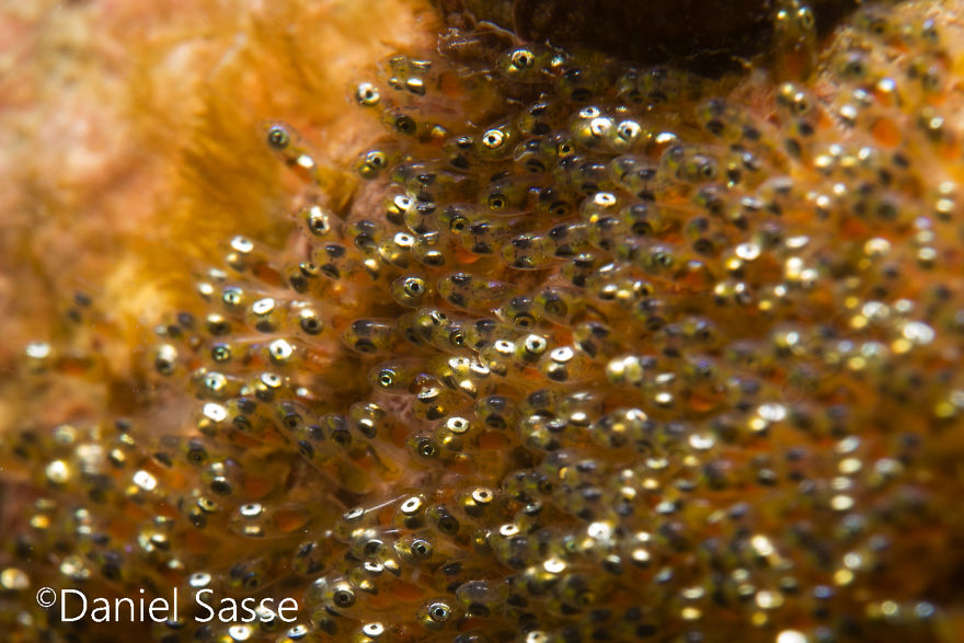 Eggs Of "Nemo" Clarks Anemonefish 0.5mm (0.00164042 Ft) In Length