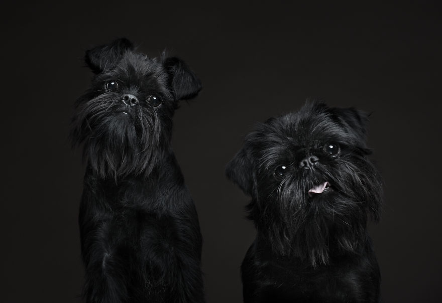 We Prove That Every Dog Can Be A Perfect Model With A Collection Of Artistic And Contemporary-Look Dog Portraits