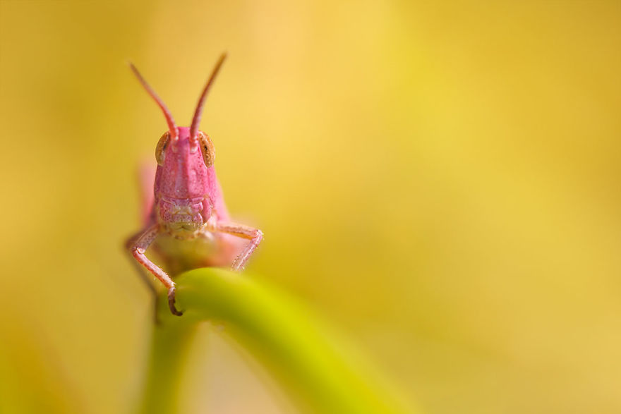 I Stumbled Upon The Rarest Phenomenon: A Pink Grasshopper!