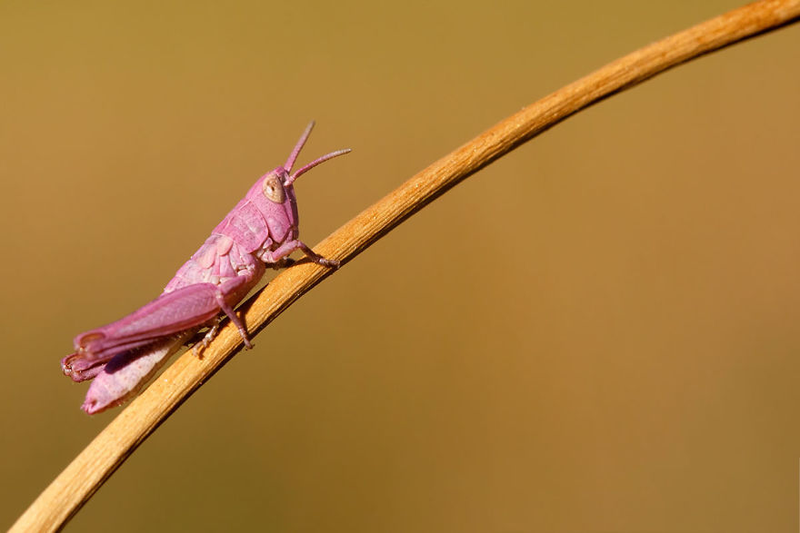 I Stumbled Upon The Rarest Phenomenon: A Pink Grasshopper!