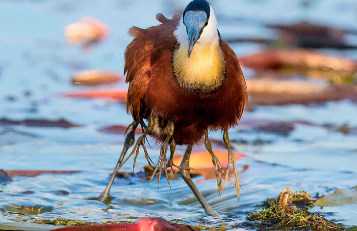 Protective Father Birds Hides His Chicks From Danger In Adorable Photos