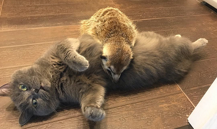 A Meerkat And A Cat Became BFFs On Day One, And Together They Conquered The Hearts Of People On Instagram