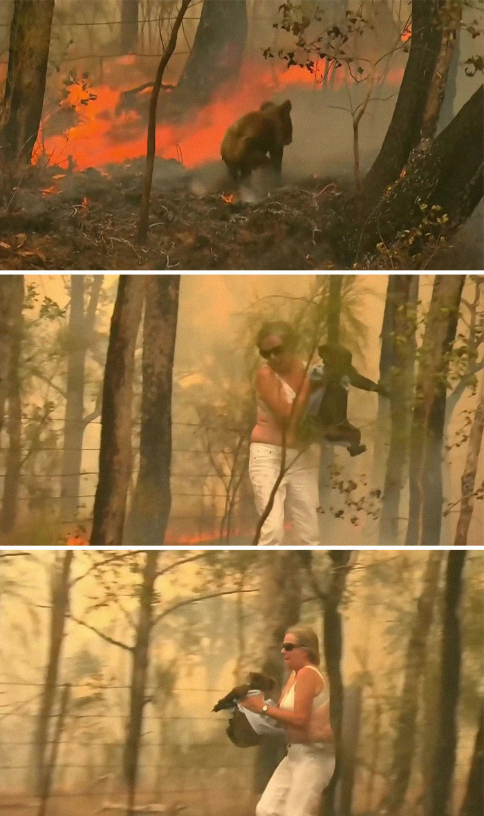 Esta mujer vio al koala dirigirse hacia el fuego y corrió a ayudarlo usando su propia camisa