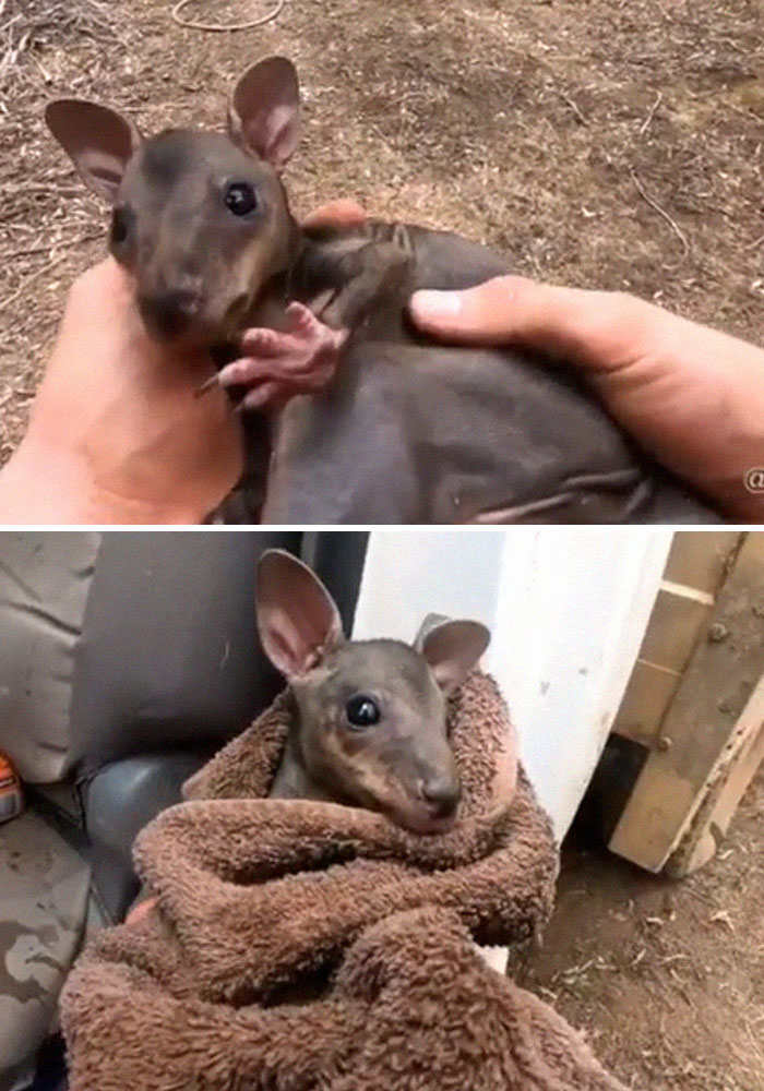 Firefighter Saved This Little Baby Kangaroo That Was Left By Its Self