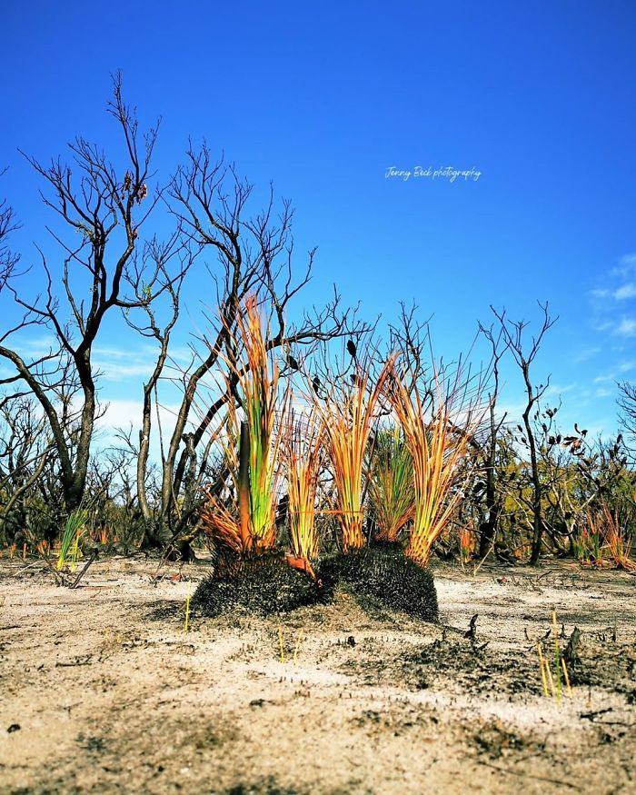 Australia-Forests-After-Wildfires-Photo