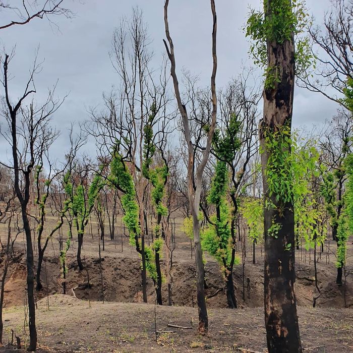Australia-Forests-After-Wildfires-Photo