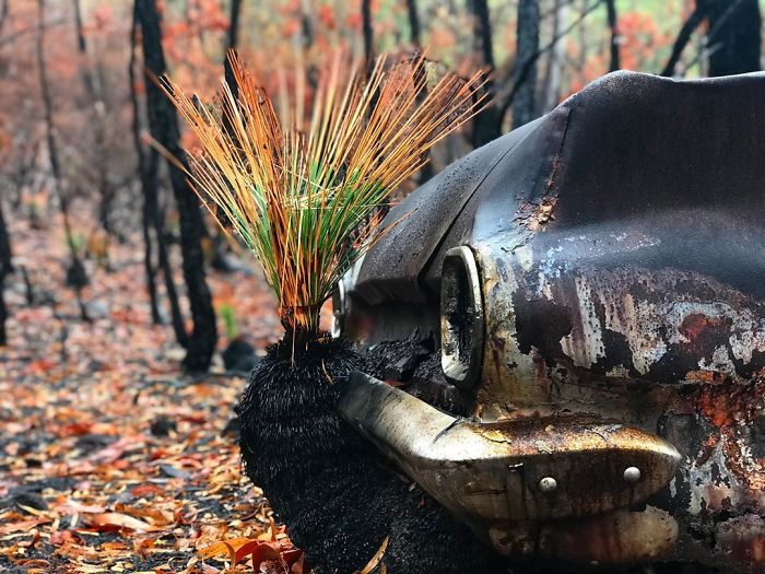 Life Is Slowly Returning To Scorched Australian Lands And Here Are 30 Hopeful Photos