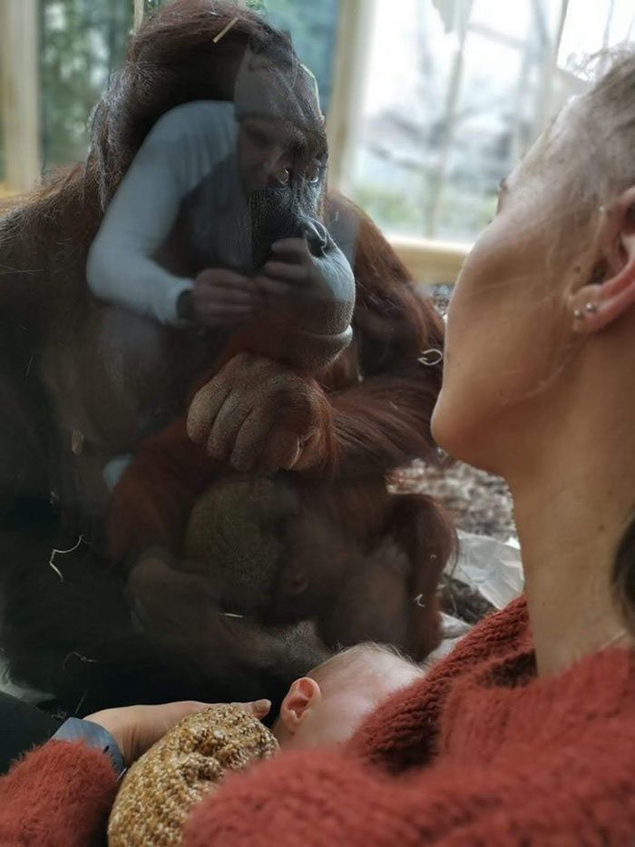 Breastfeeding Mom's Emotional Encounter With Orangutan At The Oldest Zoo In The World Goes Viral