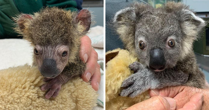 Dog Saves A Koala Joey From The Bushfires And He Makes A Stunning Recovery