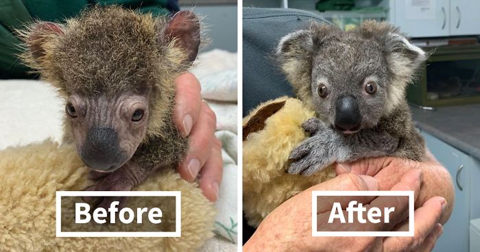 Dog Saves A Koala Joey From The Bushfires And He Makes A Stunning Recovery  | Bored Panda