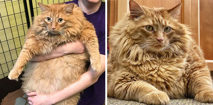 Meet Bazooka, An Overfed And Obese Cat Whose Life Changed Once He Met This Marathon Runner