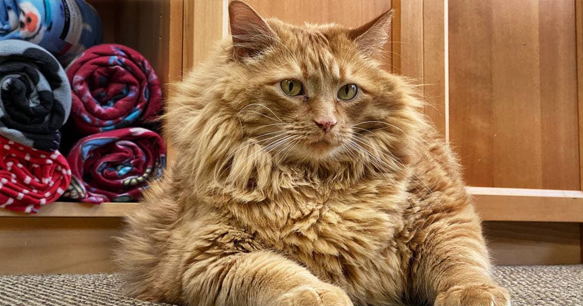 fat fluffy orange cat