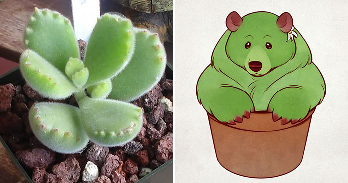 Artist Proves There’s No Boundaries To Creativity By Turning Bear’s Paw Succulent Into An Adorable Character