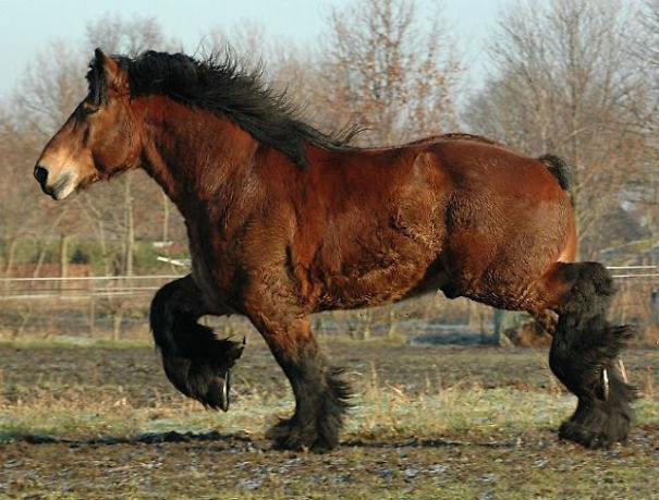 The Most Amazing And Rare Horses You Will Ever See In Your Life!