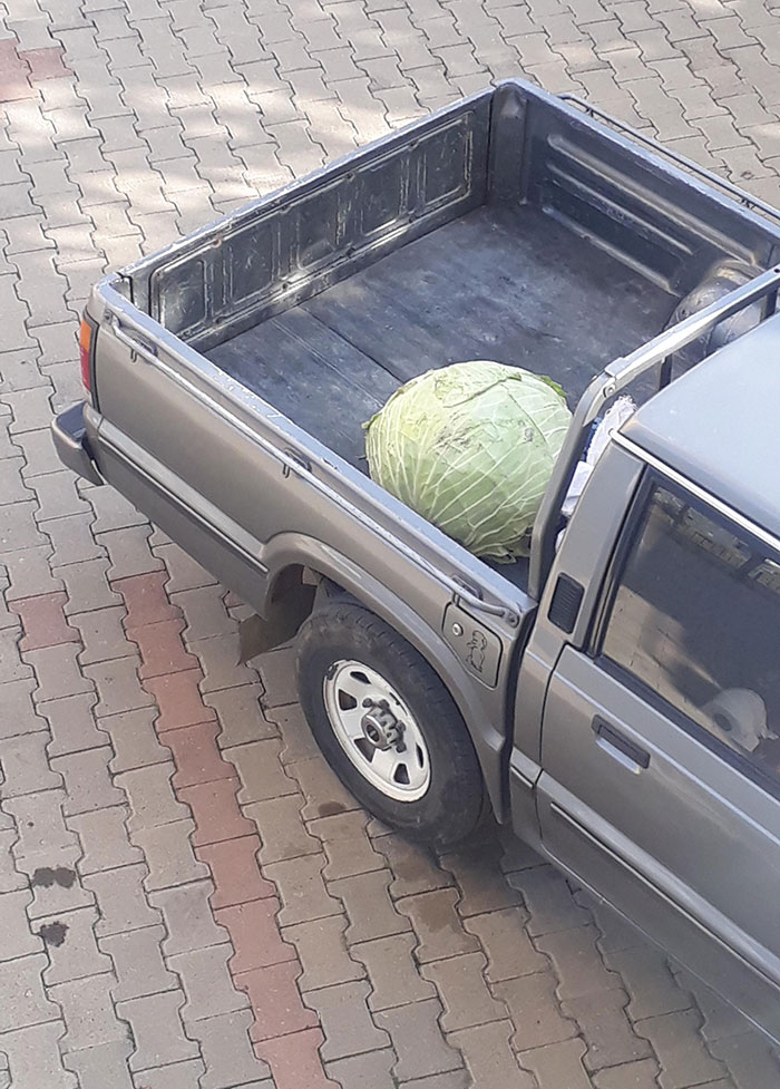 A Giant Cabbage