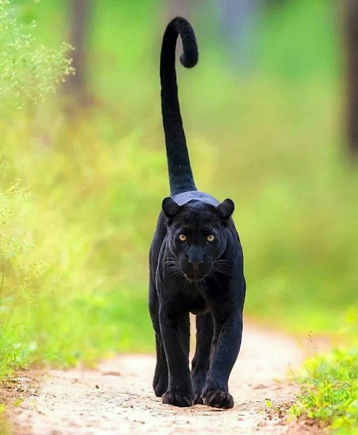 Someone Notices That Panthers Are Just XXXL Sized Black Cats, Compares Them In 16 Photos
