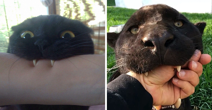 Someone Notices That Panthers Are Just XXXL Sized Black Cats, Compares Them In 16 Photos