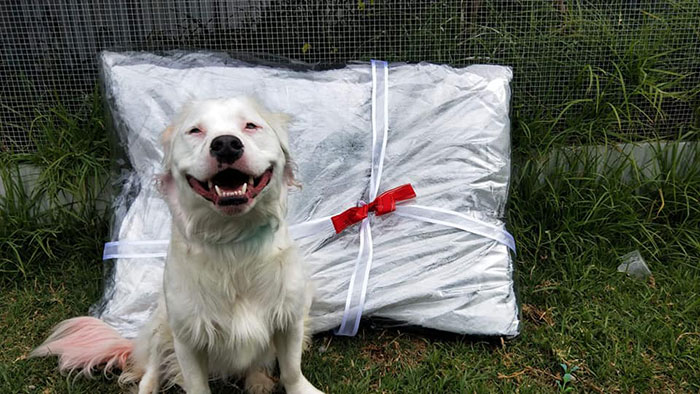 This Adorable Blind And Deaf Dog Comforts Every Foster Pet That His Owner Brings Home And It's Wholesome