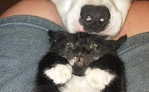 This Adorable Blind And Deaf Dog Comforts Every Foster Pet That His Owner Brings Home And It's Wholesome