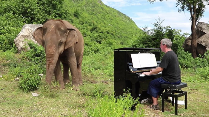 Este pianista comenzó a tocar para reconfortar a una elefanta ciega, y esta comenzó a bailar