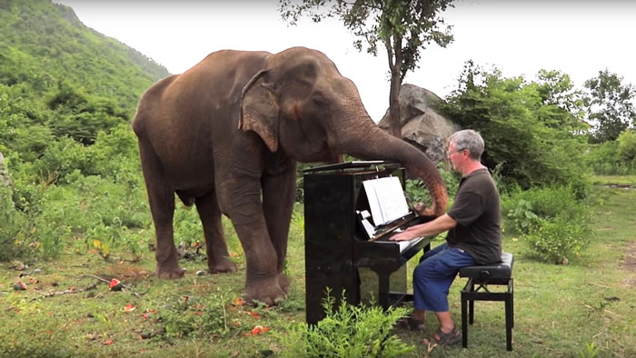 Este pianista comenzó a tocar para reconfortar a una elefanta ciega, y esta comenzó a bailar