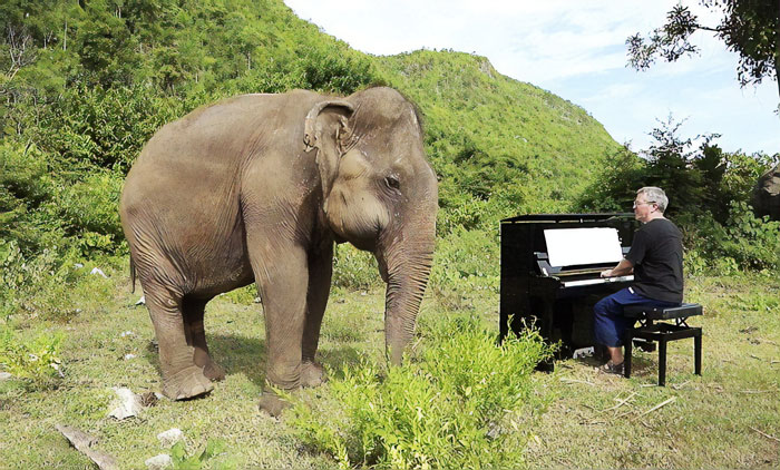 Blind Elephant Starts To Dance Once She Hears The Pianist Playing To Comfort Her