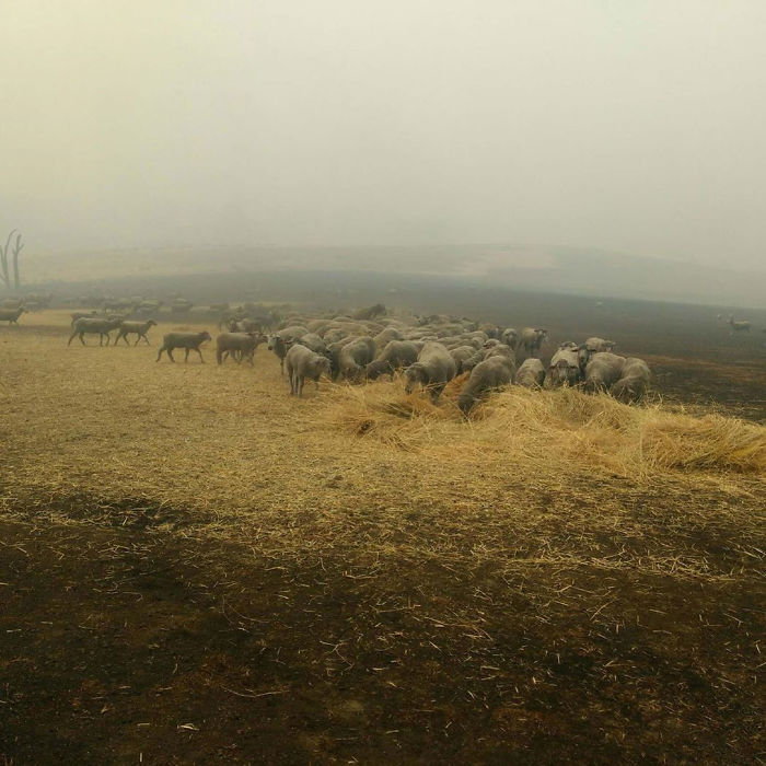 Dog Saves Flock Of Sheep From Australia’s Raging Bushfires
