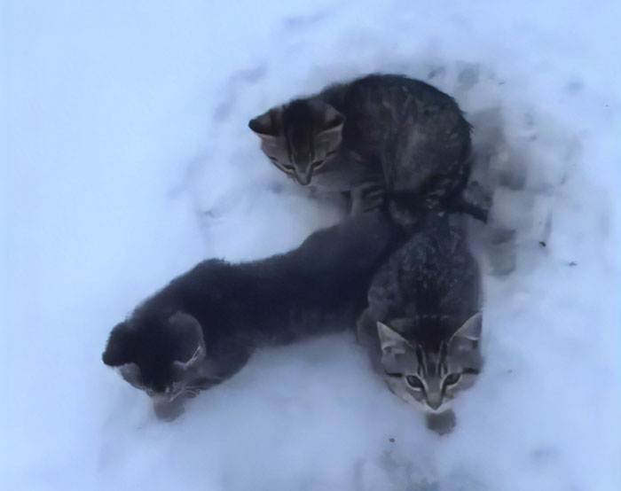 This Man Used His Warm Coffee To Rescue 3 Kittens That Were Frozen To The Ground For Hours