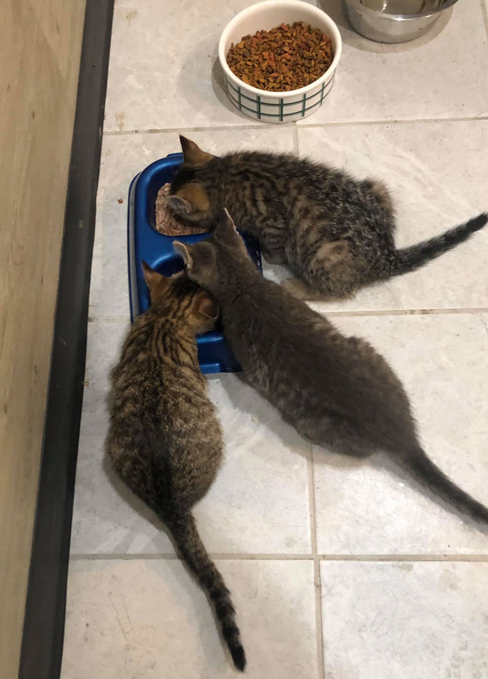 This Man Used His Warm Coffee To Rescue 3 Kittens That Were Frozen To The Ground For Hours