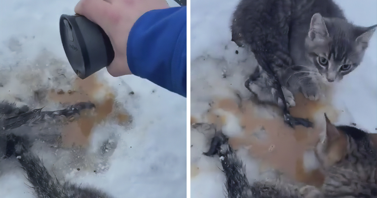 This Man Used His Warm Coffee To Rescue 3 Kittens That Were Frozen To The Ground For Hours | Bored Panda