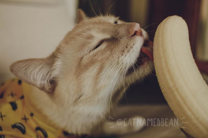 Cat Obsessed With Bananas Is Going Viral For How Inappropriate His Pics Look