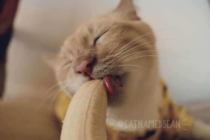 Este gato obsesionado con los plátanos se vuelve viral por lo inapropiadas que parecen sus fotos