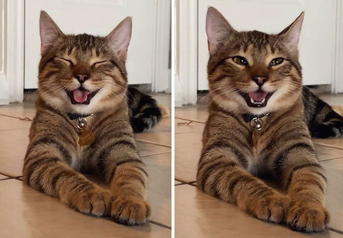 Owner Uploads Photos Of Their Laughing Cat, And It Becomes The New ‘Dad Joke’ Meme (21 Pics)
