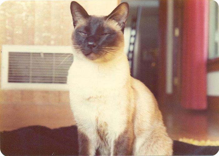 In 1975, This Cat Became A Co-Author Of An Academic Physics Paper On Atomic Behavior At Different Temperatures
