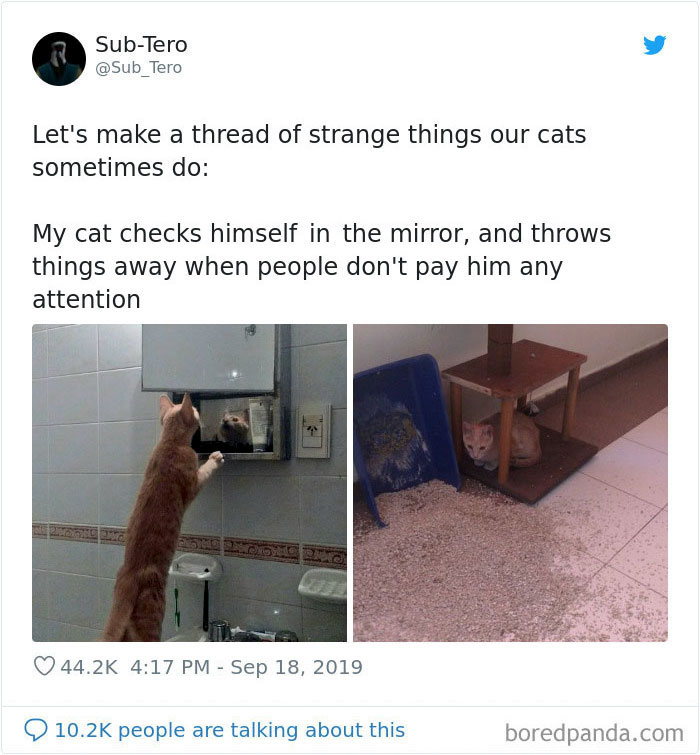 Cats-Do-Weird-Things